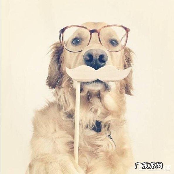 普通金毛和纯种金毛有何区别?养哪种更好?