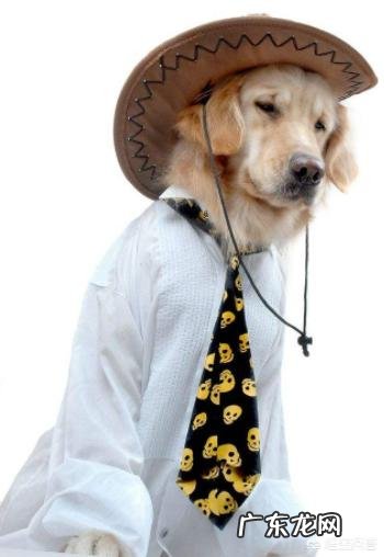 普通金毛和纯种金毛有何区别?养哪种更好?