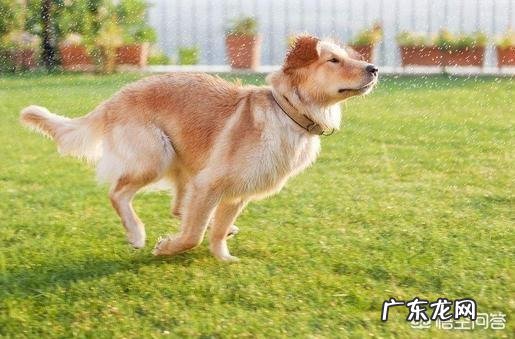 普通金毛和纯种金毛有何区别?养哪种更好?