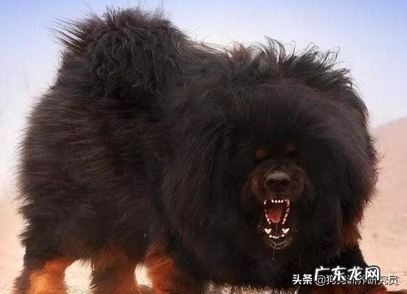 藏獒跟比特谁强?