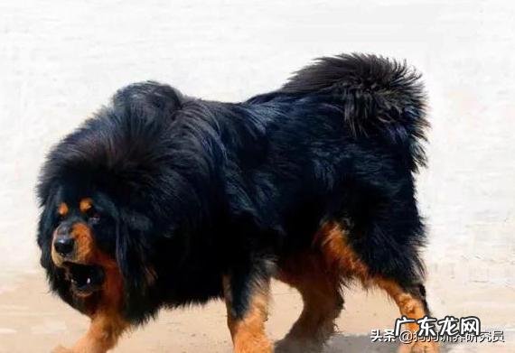 藏獒跟比特谁强?