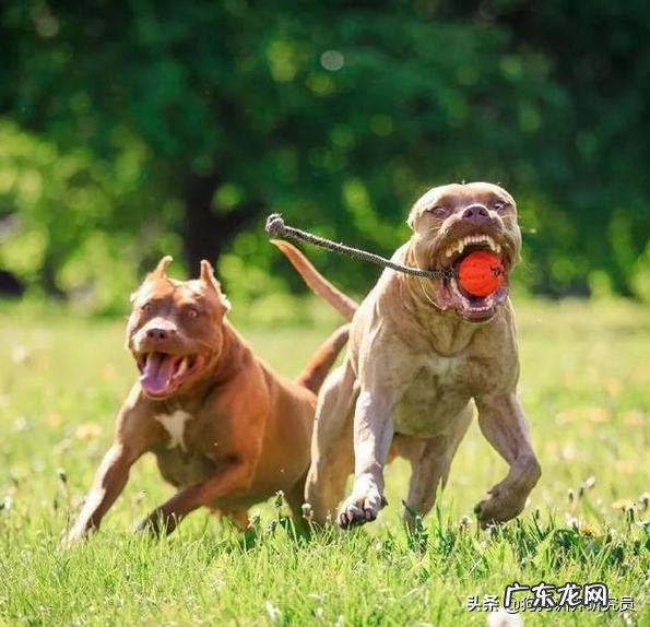 藏獒跟比特谁强?