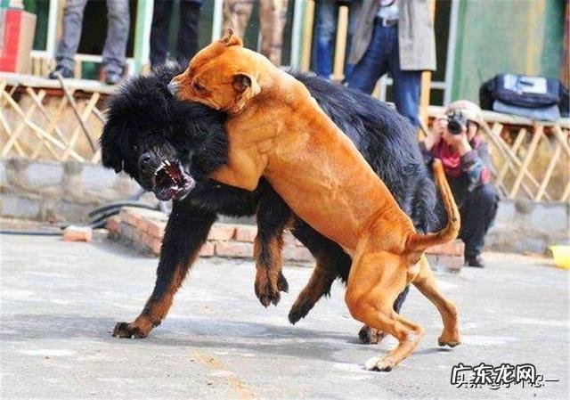 藏獒跟比特谁强?