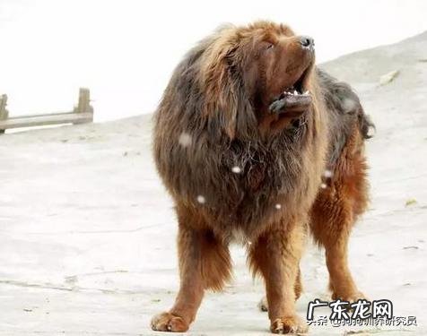 藏獒跟比特谁强?