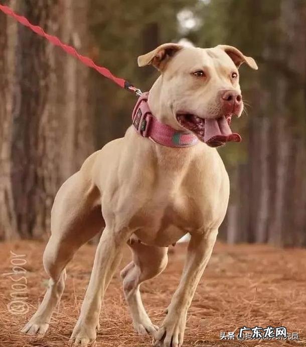 藏獒跟比特谁强?