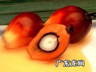 棕榈油到底能不能吃?