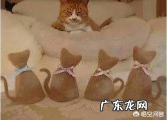 幼猫喂养小常识,大家了解多少?