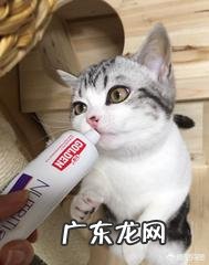 幼猫喂养小常识,大家了解多少?