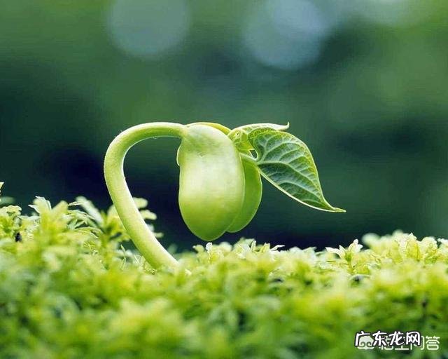 春季气候宜人,养生都喜欢从饮食方面来养生,具体要如何养生呢?