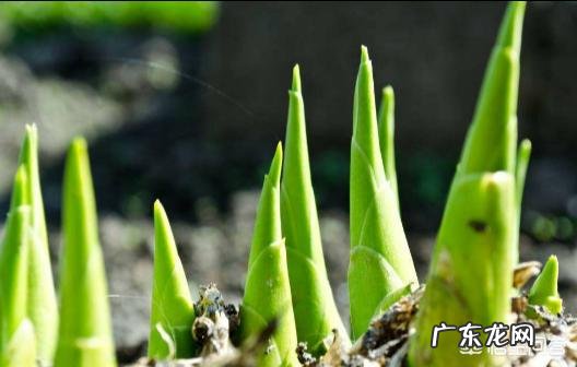 春季气候宜人,养生都喜欢从饮食方面来养生,具体要如何养生呢?