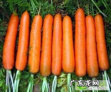 农村田地的白萝卜和胡萝卜收获的时间一样吗?那种产量高?