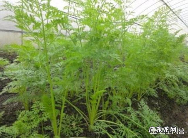 农村田地的白萝卜和胡萝卜收获的时间一样吗?那种产量高?