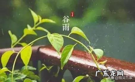 农村谚语:谷雨难得雨,是什么意思?