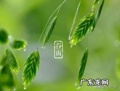 农村谚语:谷雨难得雨,是什么意思?