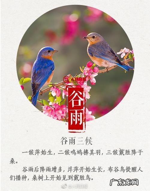 农村谚语:谷雨难得雨,是什么意思?