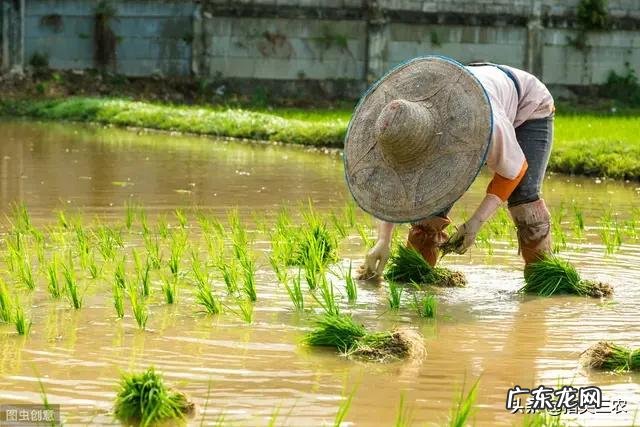 农村谚语:谷雨难得雨,是什么意思?