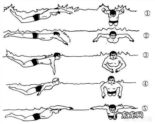 蛙泳的要领是什么？