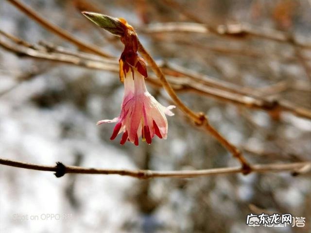 古代有哪些诗是写清明的?