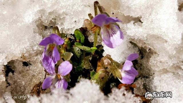 古代有哪些诗是写清明的?