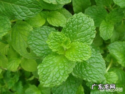 适合种植的野菜品种有哪些？