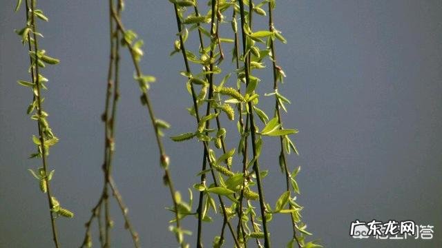 适合种植的野菜品种有哪些？