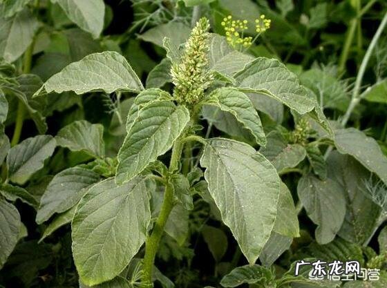 适合种植的野菜品种有哪些？