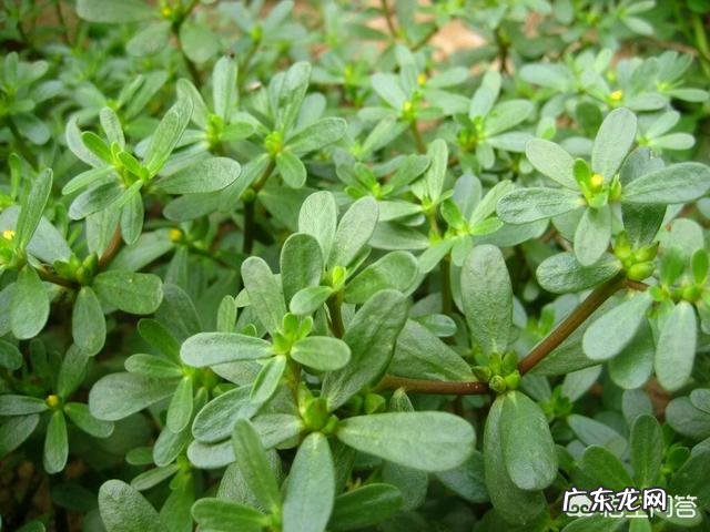 适合种植的野菜品种有哪些？