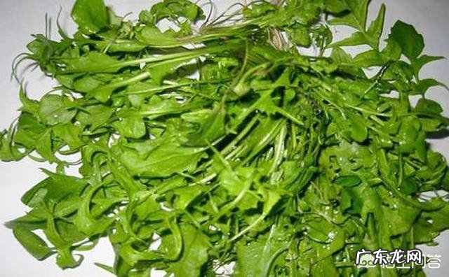 适合种植的野菜品种有哪些？