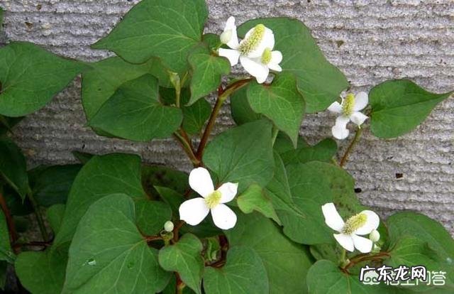 适合种植的野菜品种有哪些?