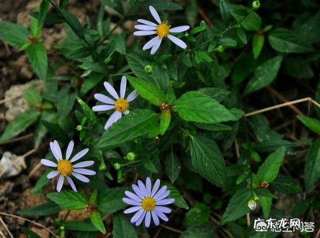 适合种植的野菜品种有哪些？