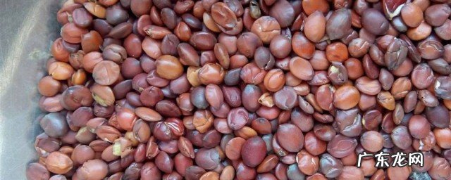 炒酸枣仁的功效与作用及禁忌