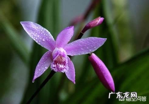 农村种植白芨要如何进行管理？