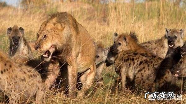 目前地球上还有多少种野生动物,你最喜欢什么,最怕什么?