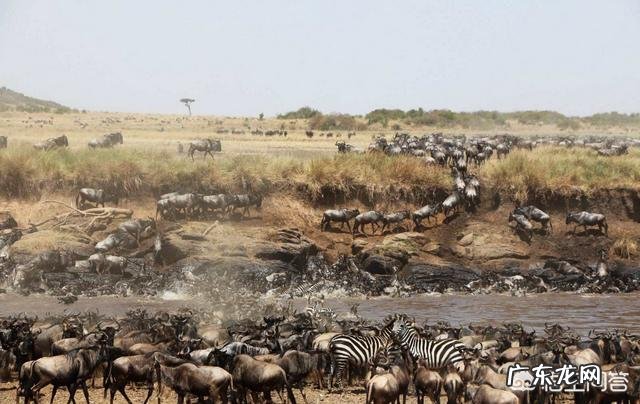 目前地球上还有多少种野生动物,你最喜欢什么,最怕什么?