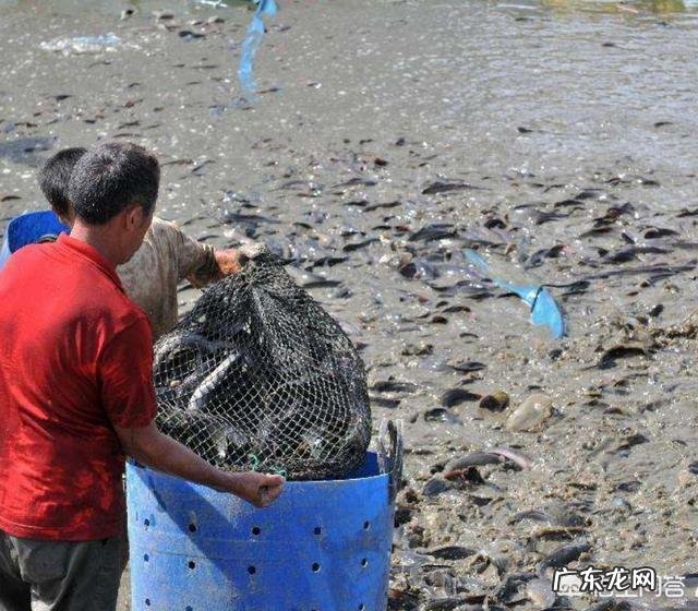 脏水养殖、吃粪便，鲶鱼是“垃圾鱼”的说法是真的吗？