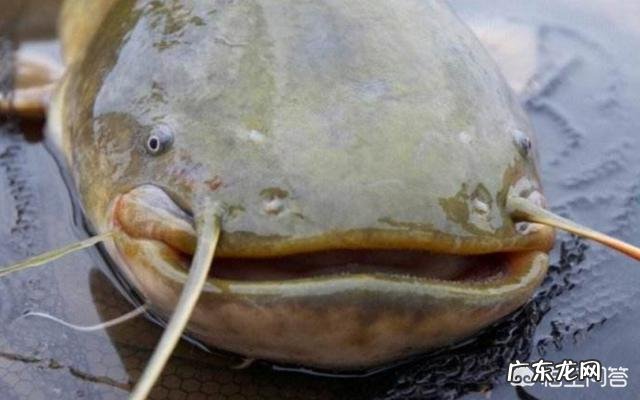 脏水养殖、吃粪便,鲶鱼是“垃圾鱼”的说法是真的吗?