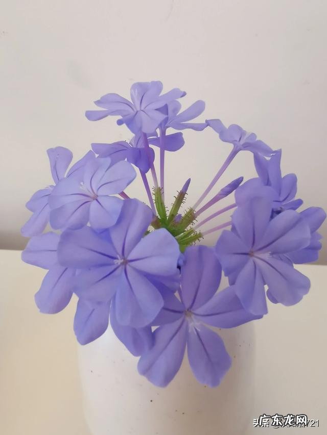 花卉摄影,蓝雪花怎么拍?