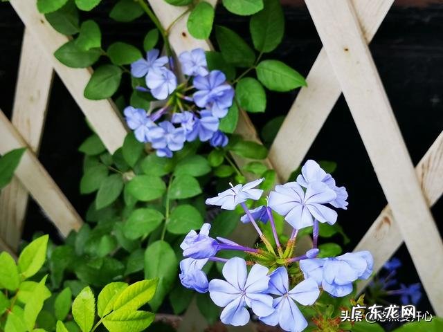 花卉摄影,蓝雪花怎么拍?