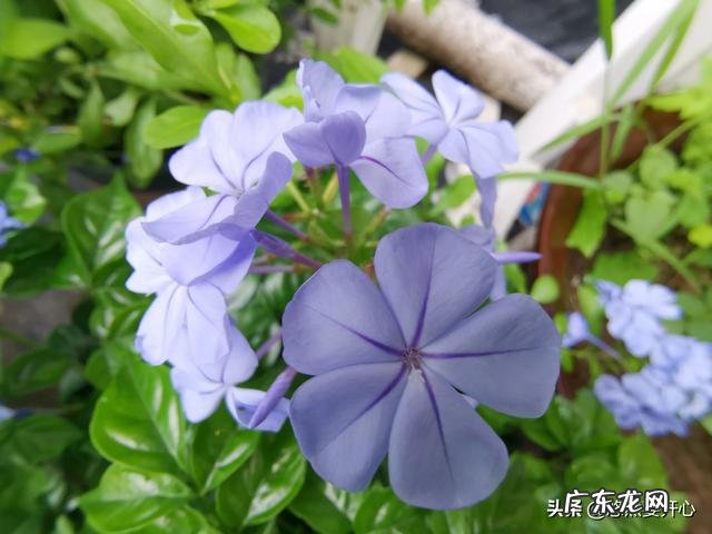 花卉摄影,蓝雪花怎么拍?