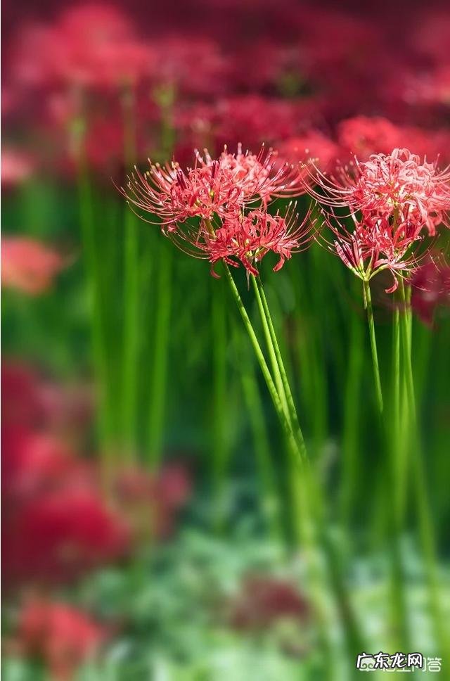 传说中的彼岸花是怎样的一种花?