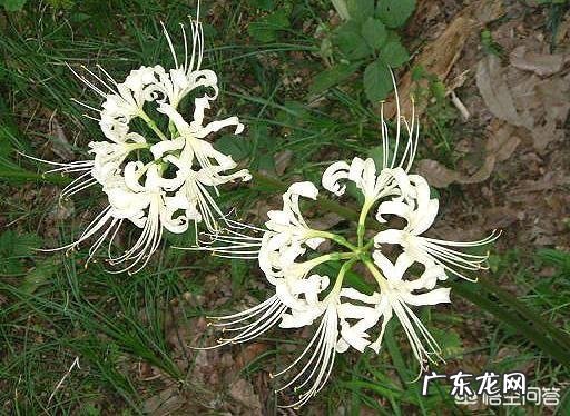 传说中的彼岸花是怎样的一种花?