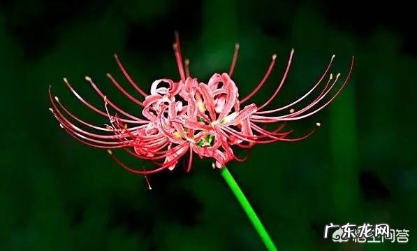 传说中的彼岸花是怎样的一种花?