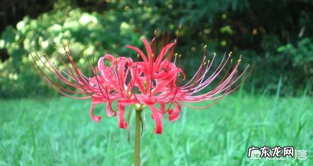 传说中的彼岸花是怎样的一种花?