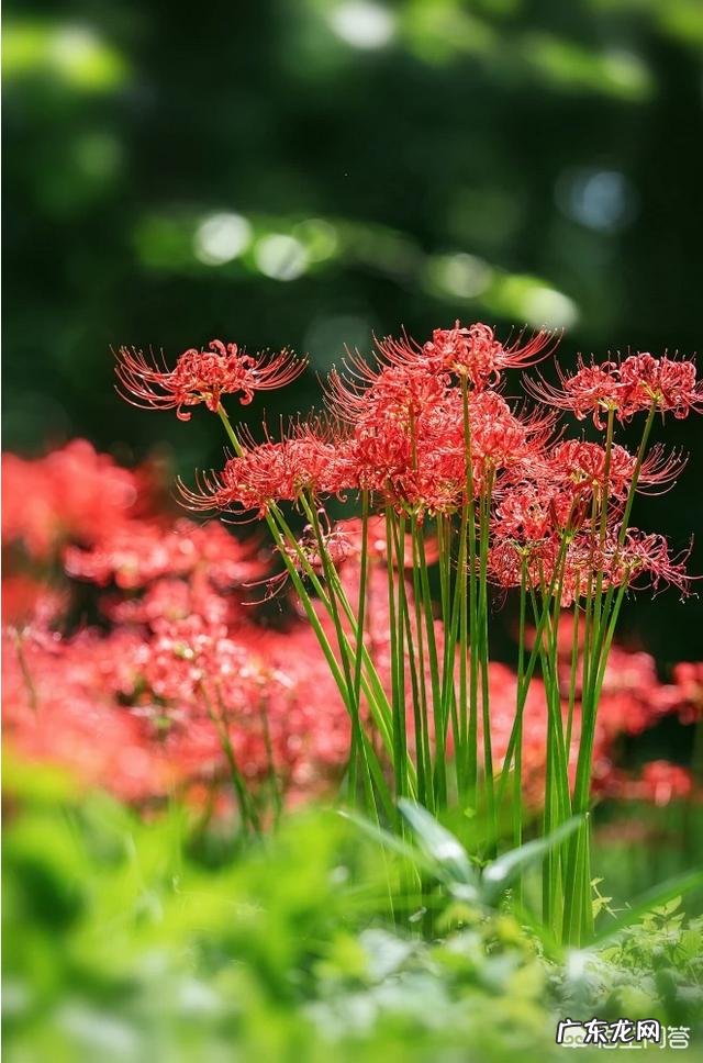 传说中的彼岸花是怎样的一种花?