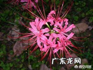 传说中的彼岸花是怎样的一种花?