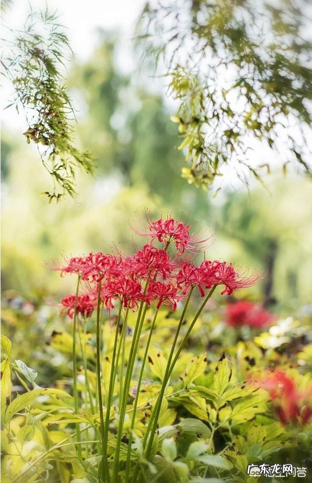 传说中的彼岸花是怎样的一种花?