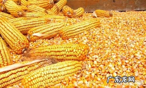 吃玉米到底能不能减肥?