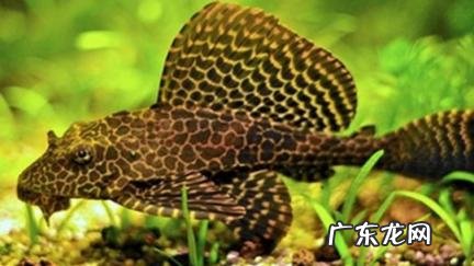 养冷水鱼不死的小窍门 养冷水鱼不死的小窍门视频