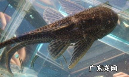 养冷水鱼不死的小窍门 养冷水鱼不死的小窍门视频