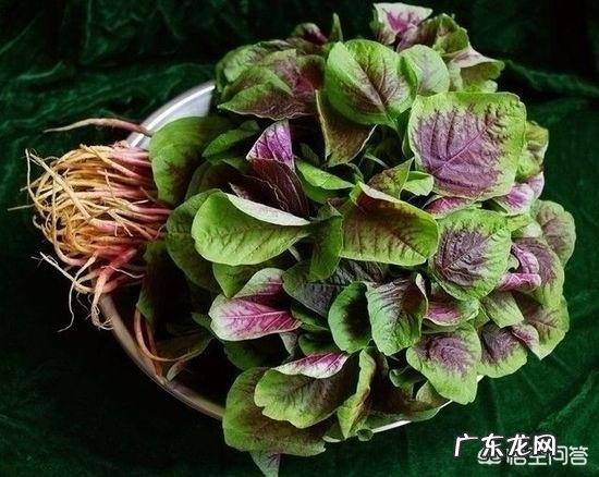 你都见过哪些野菜?